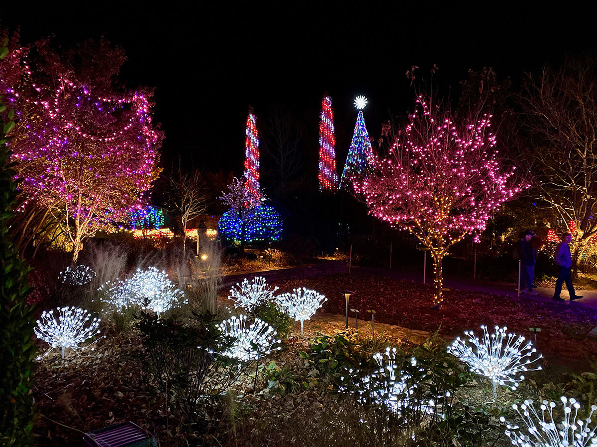 Winter Lights Cherry Trees